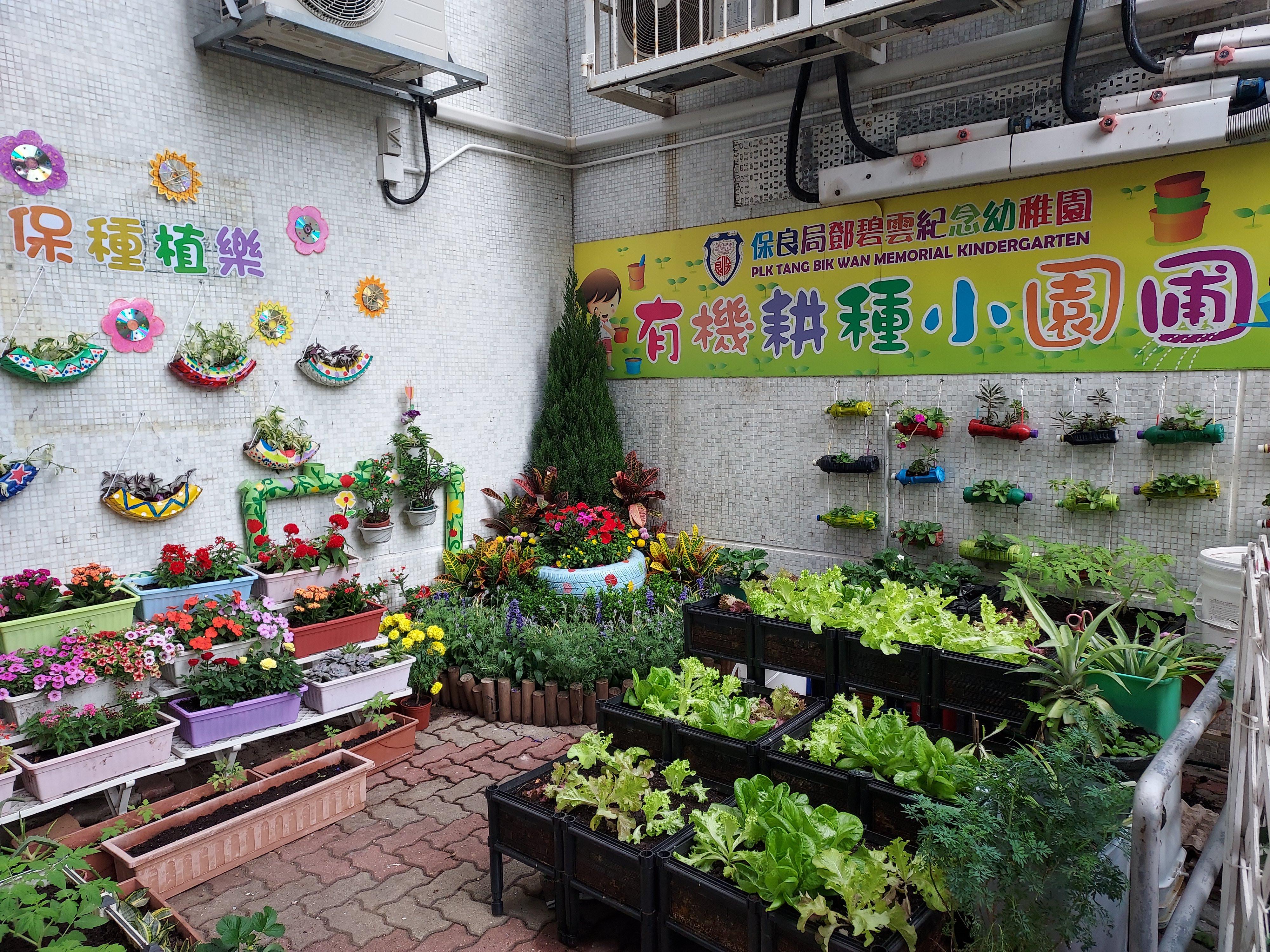大埔幼稚園-幼稚園小園圃-鄧碧雲幼稚園